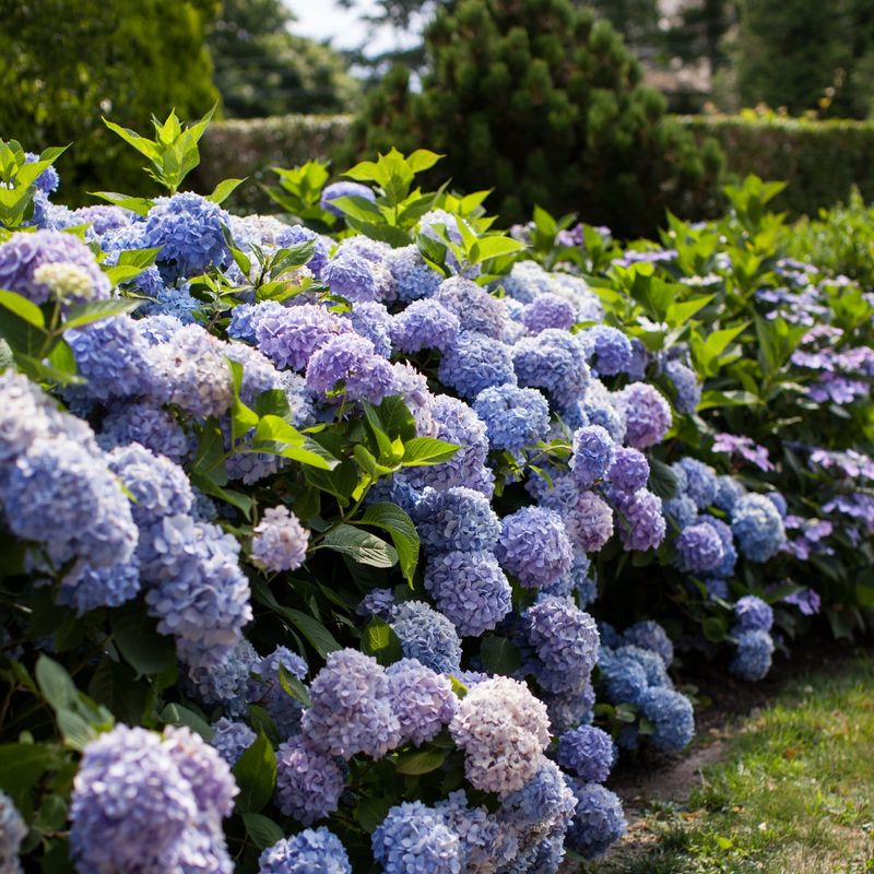Endless Summer Varieties Follow Different Rules