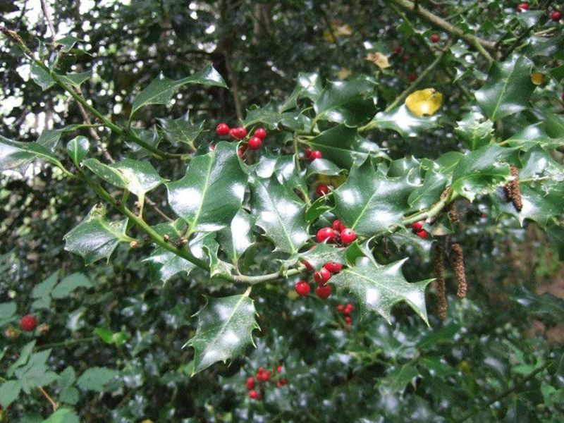 English Holly Seeds Move With Birds English Holly Seeds Move With Birds