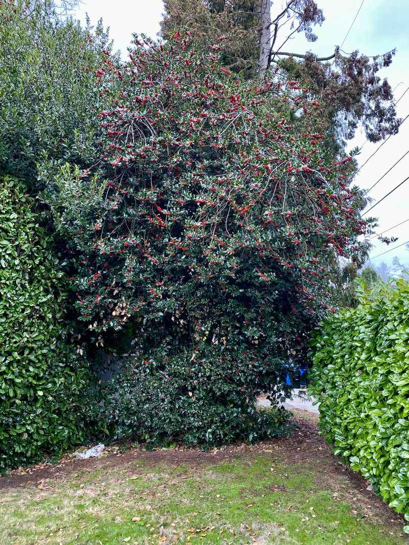 English Holly Turns A Hedge Into A Tree English Holly Turns A Hedge Into A Tree