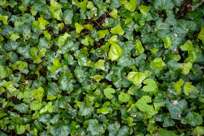 English Ivy English Ivy