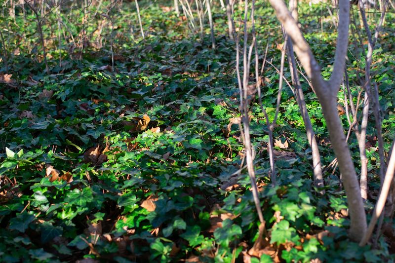 English Ivy Can Become A Problem Near Wooded Areas