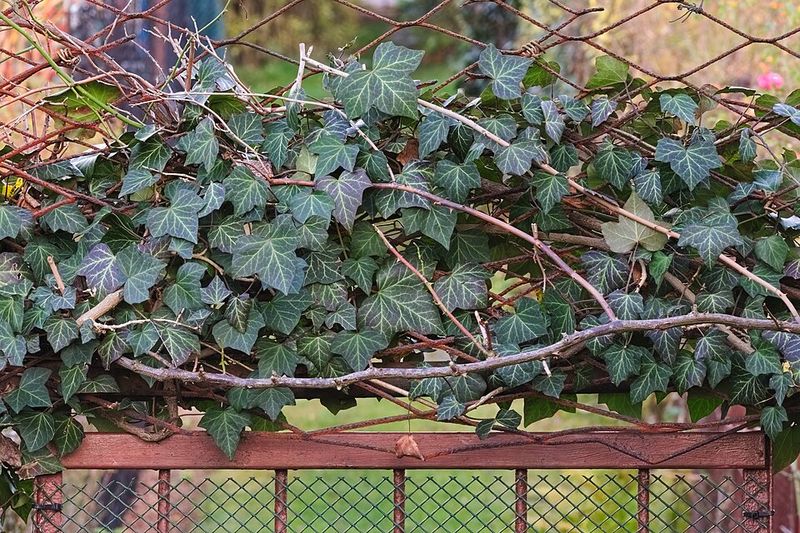 English Ivy Can Cause Trouble Fast