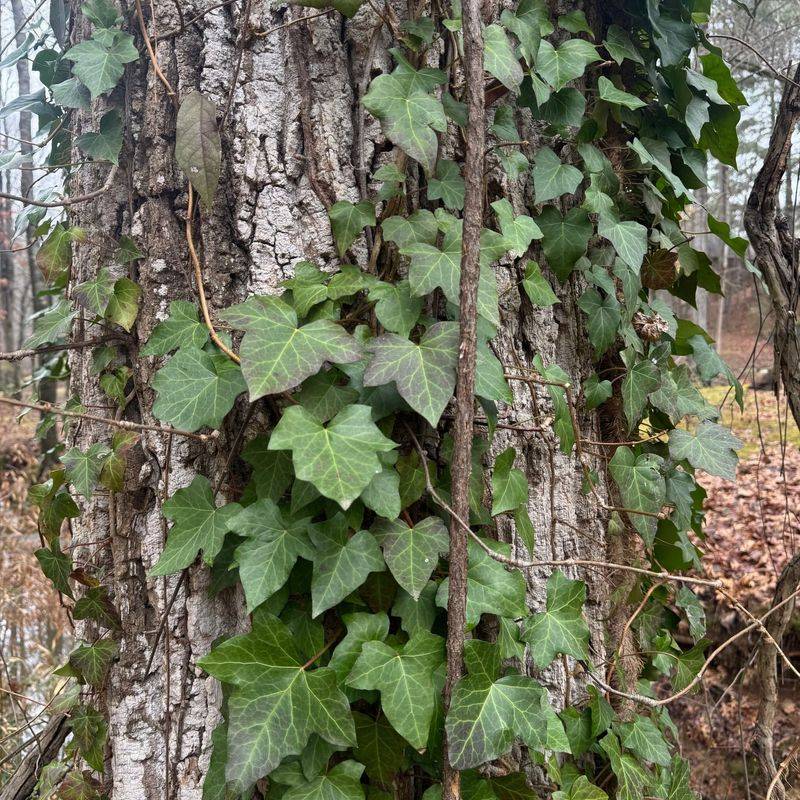 English Ivy (Caution) English Ivy (Caution)