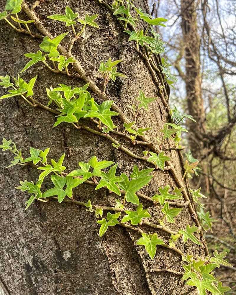 English Ivy Climbs And Weakens Established Trees