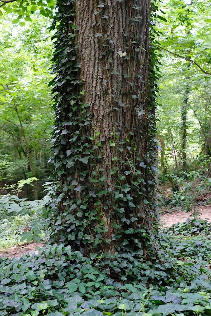 English Ivy Climbs Trees And Fences