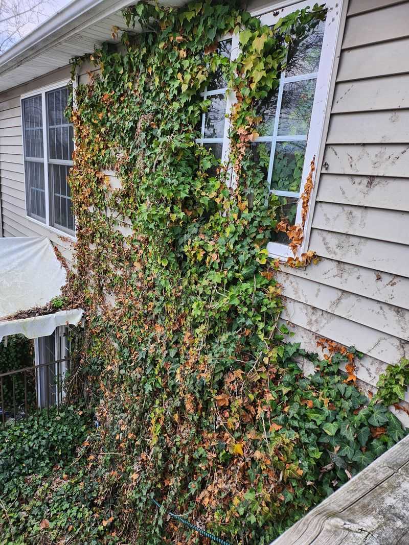 English Ivy Creeps Into Walls, Fences, And Patio Edges