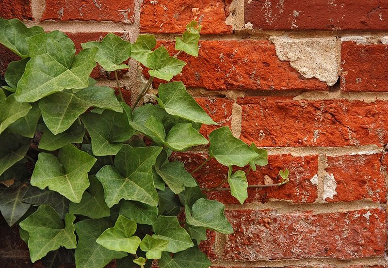 English Ivy (Hedera Helix) English Ivy (Hedera Helix)