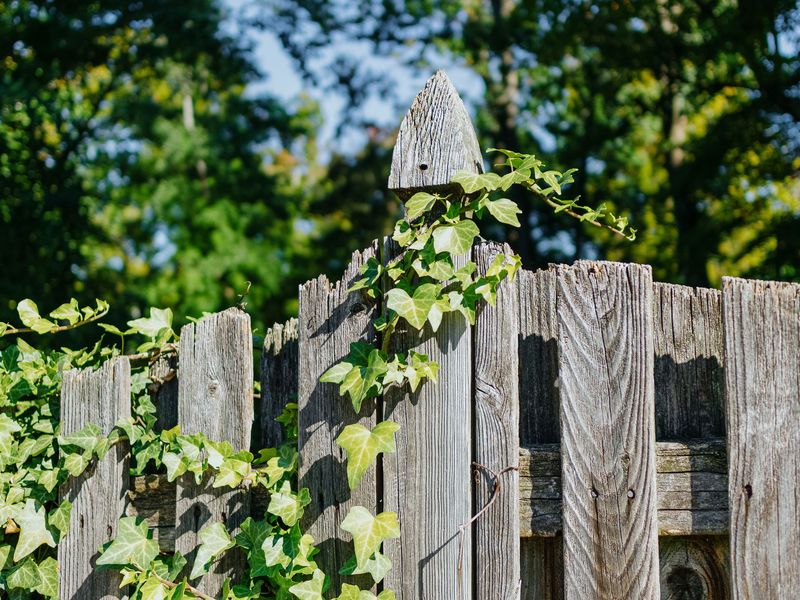 English Ivy Hides Fence Problems Behind Thick Growth English Ivy Hides Fence Problems Behind Thick Growth