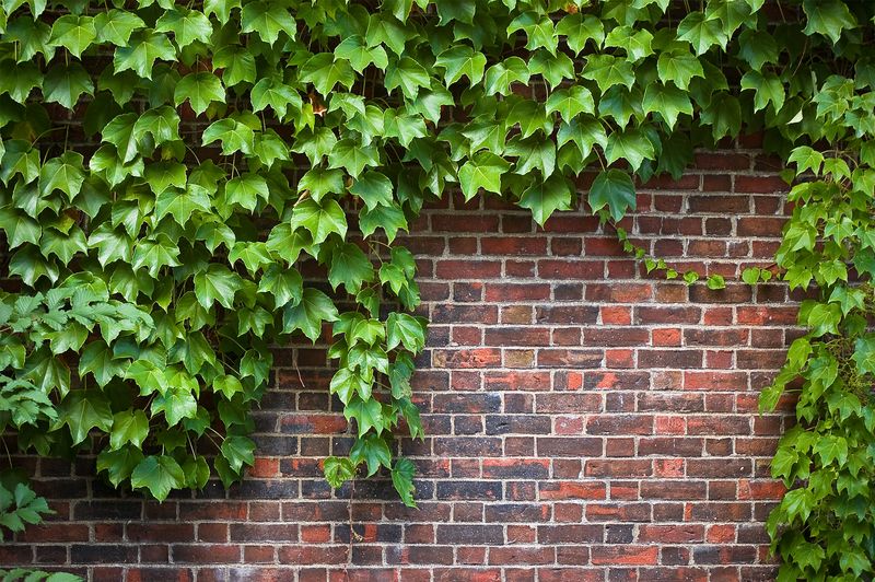 English Ivy Hides Wall And Moisture Problems