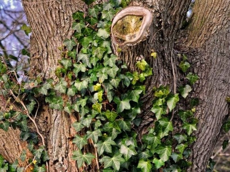 English Ivy Spreads Beyond Intended Planting Areas English Ivy Spreads Beyond Intended Planting Areas