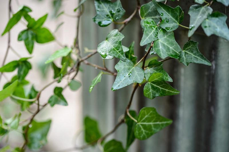 English Ivy English Ivy