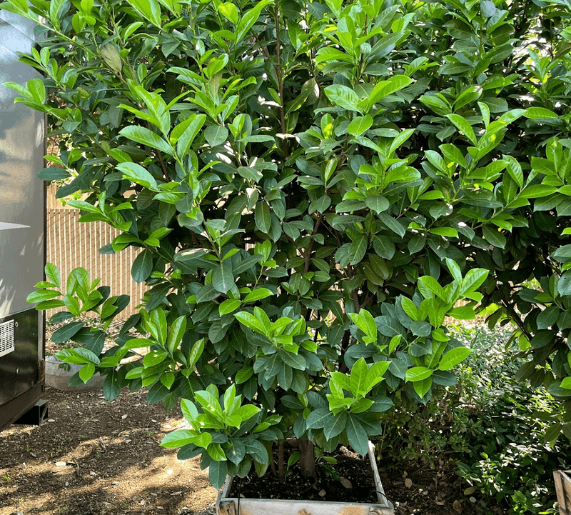English Laurel
