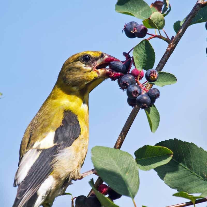 Enjoy Berries That Feed Birds And People