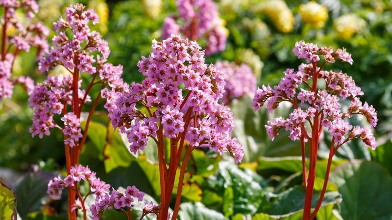 Enjoy Early Flowers Before The Garden Fills In Enjoy Early Flowers Before The Garden Fills In