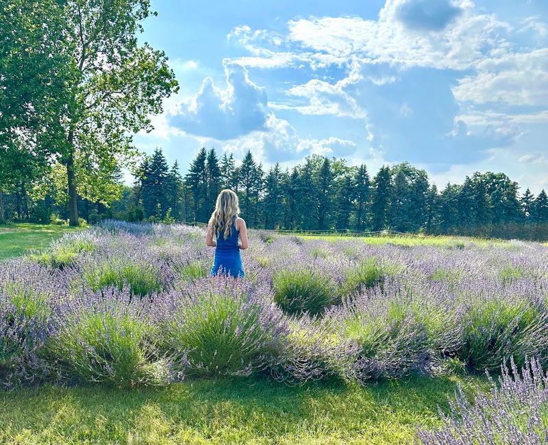 Enjoy Lavender Days At Luckey Road Lavender Farm