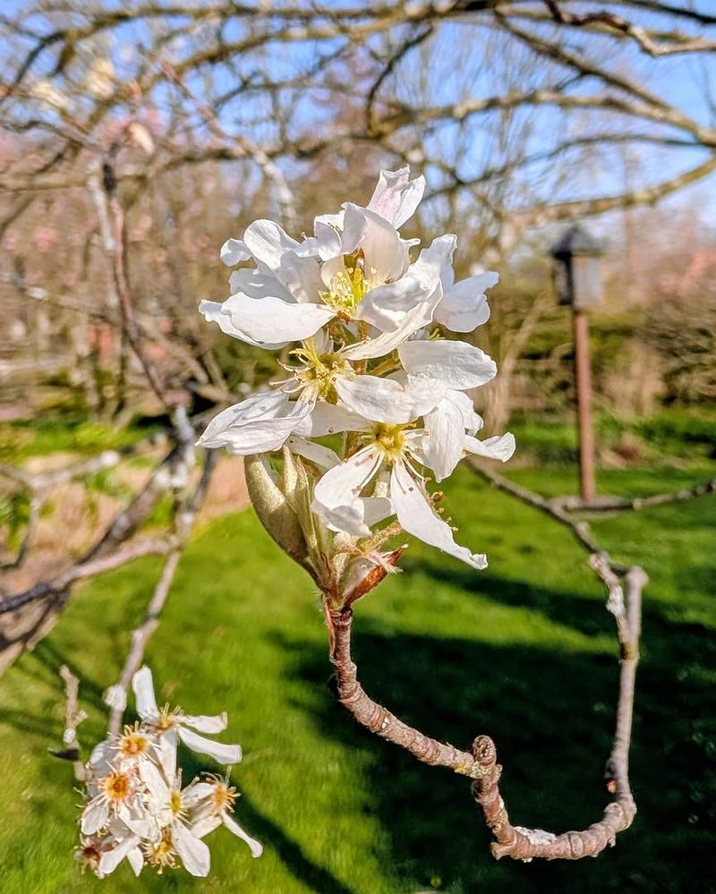 Enjoy White Spring Flowers Before The Yard Fills In Enjoy White Spring Flowers Before The Yard Fills In