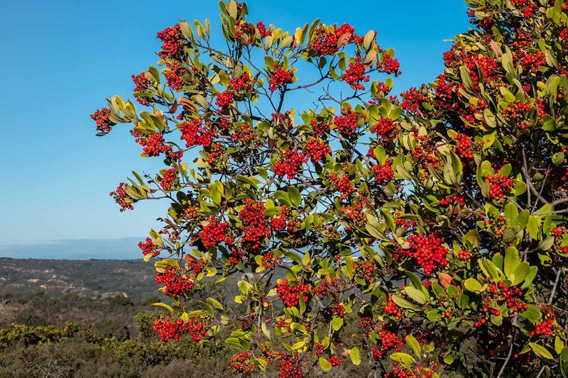 Enough Space Keeps Toyon Looking Natural