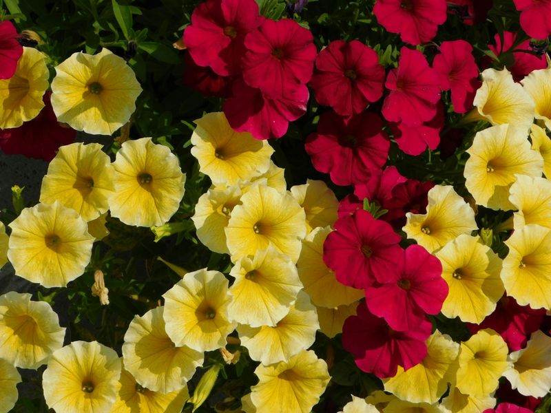 Ensure 6+ Hours Of Sunlight Daily Ensure 6+ Hours Of Sunlight Daily
