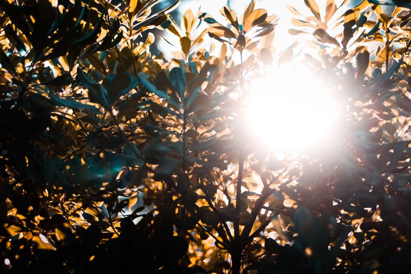 Ensure At Least 6 To 8 Hours Of Direct Sun Daily Ensure At Least 6 To 8 Hours Of Direct Sun Daily