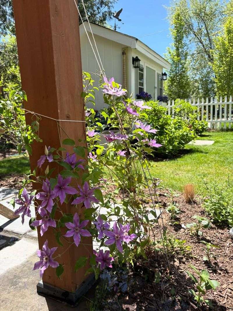 Ensure Consistent Watering Ensure Consistent Watering