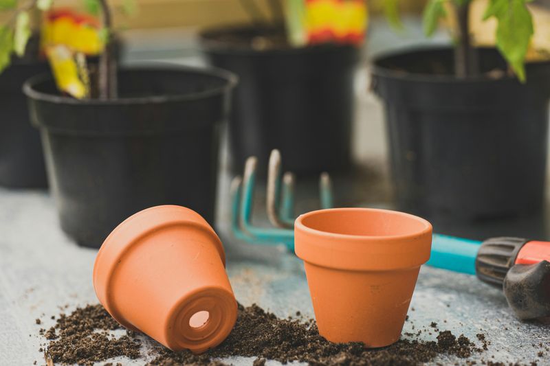 Ensure Pots Have Drainage Holes To Avoid Root Rot Ensure Pots Have Drainage Holes To Avoid Root Rot