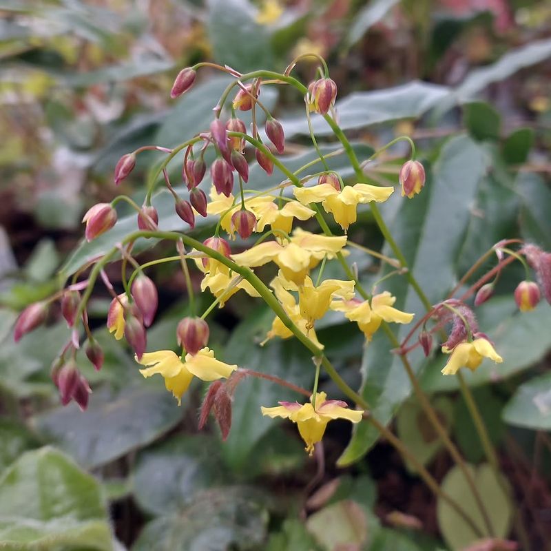 Epimedium Handles Rooty Dry Shade Epimedium Handles Rooty Dry Shade