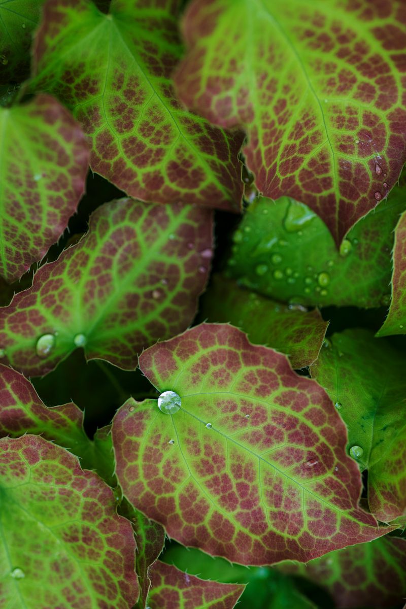Epimedium Epimedium