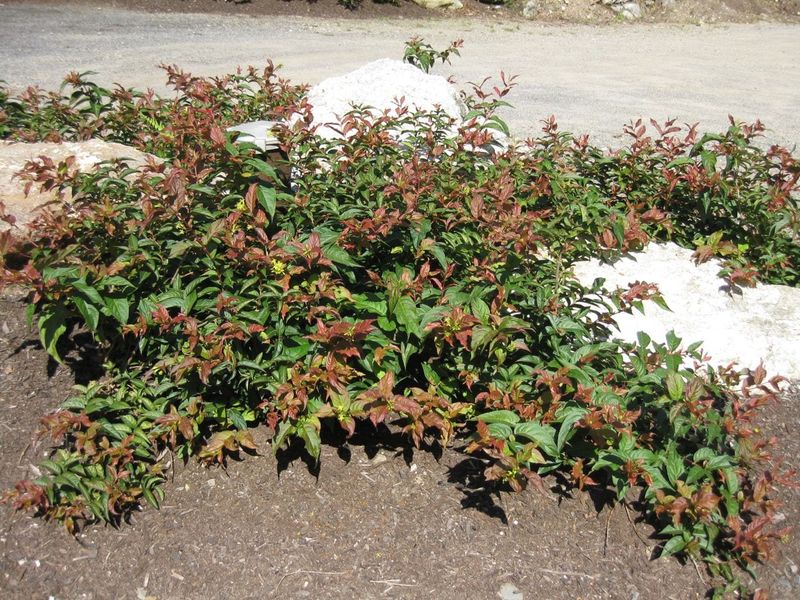 Erosion Control On Slopes And Hillsides Where Other Plants Struggle
