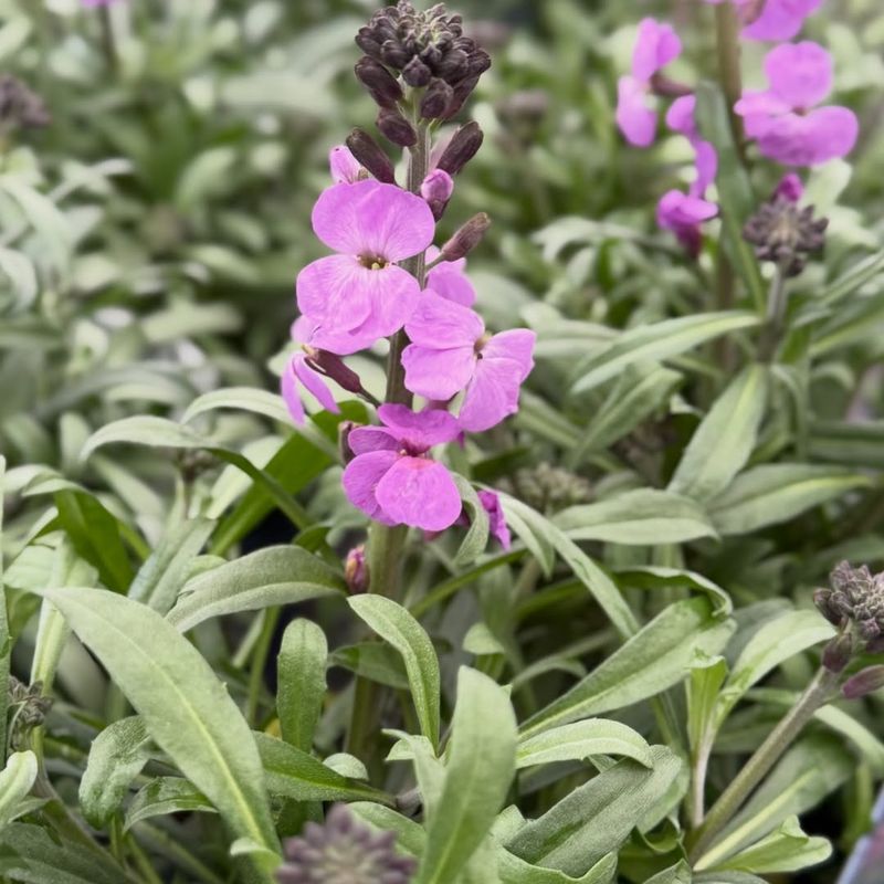 Erysimum Erysimum