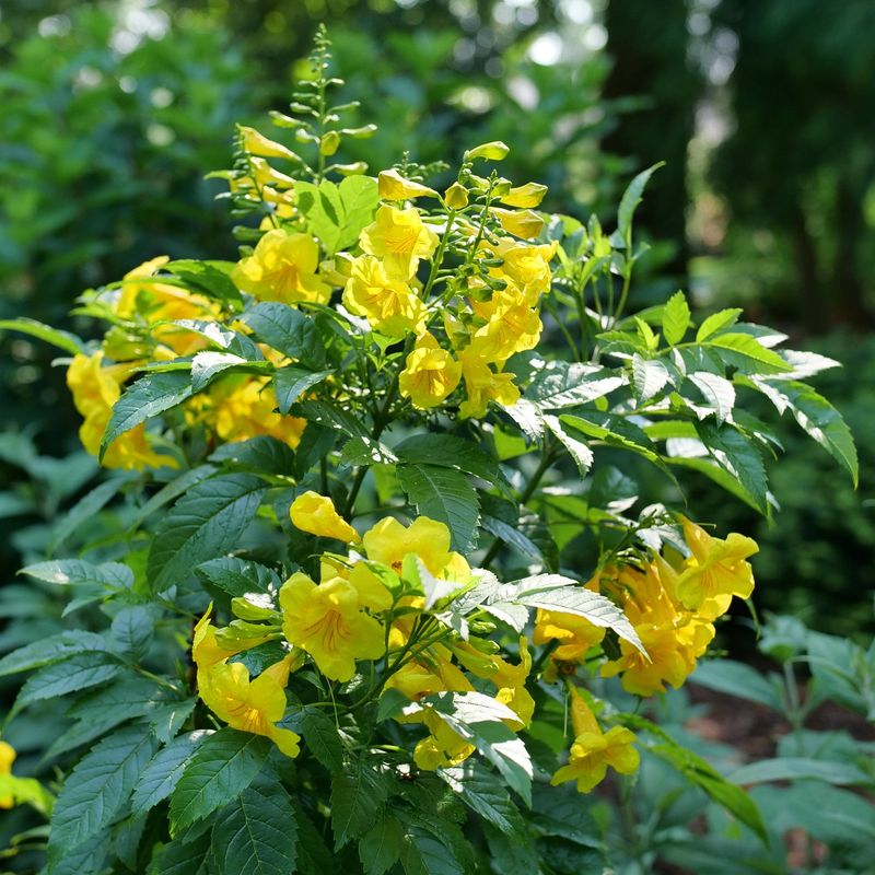 Esperanza For Warm-Region Native Blooms Esperanza For Warm-Region Native Blooms