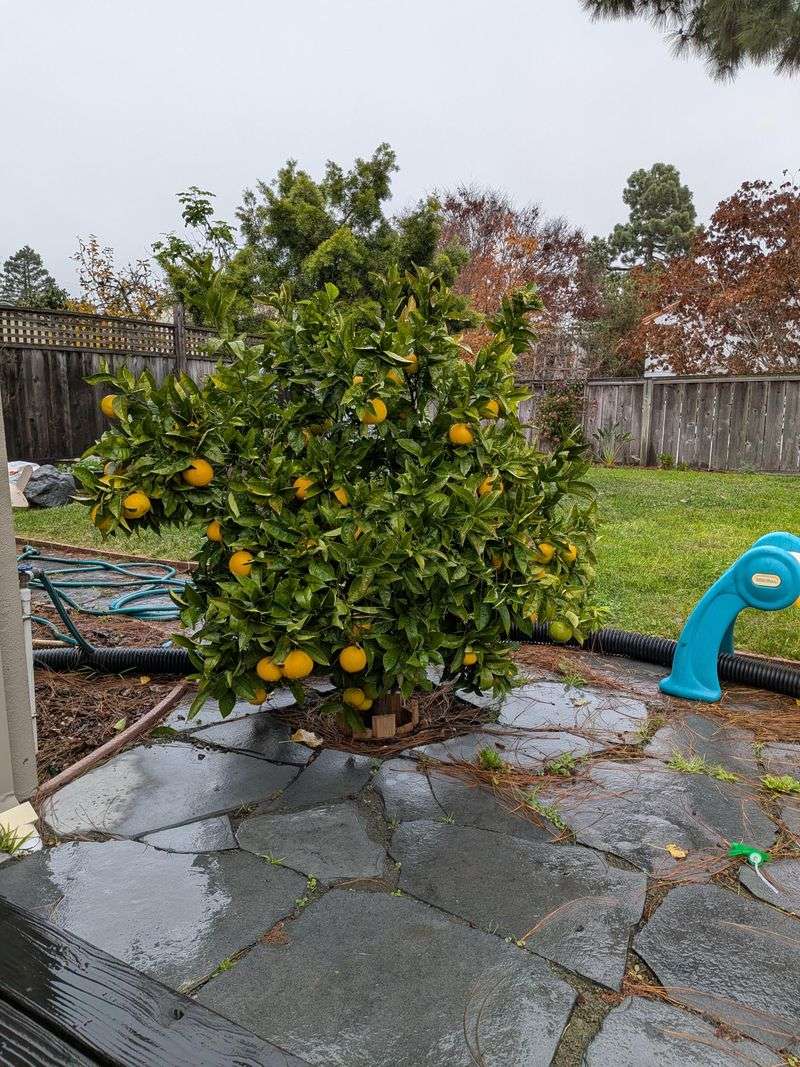 Established Citrus Should Not Be Overfed During Heat Waves