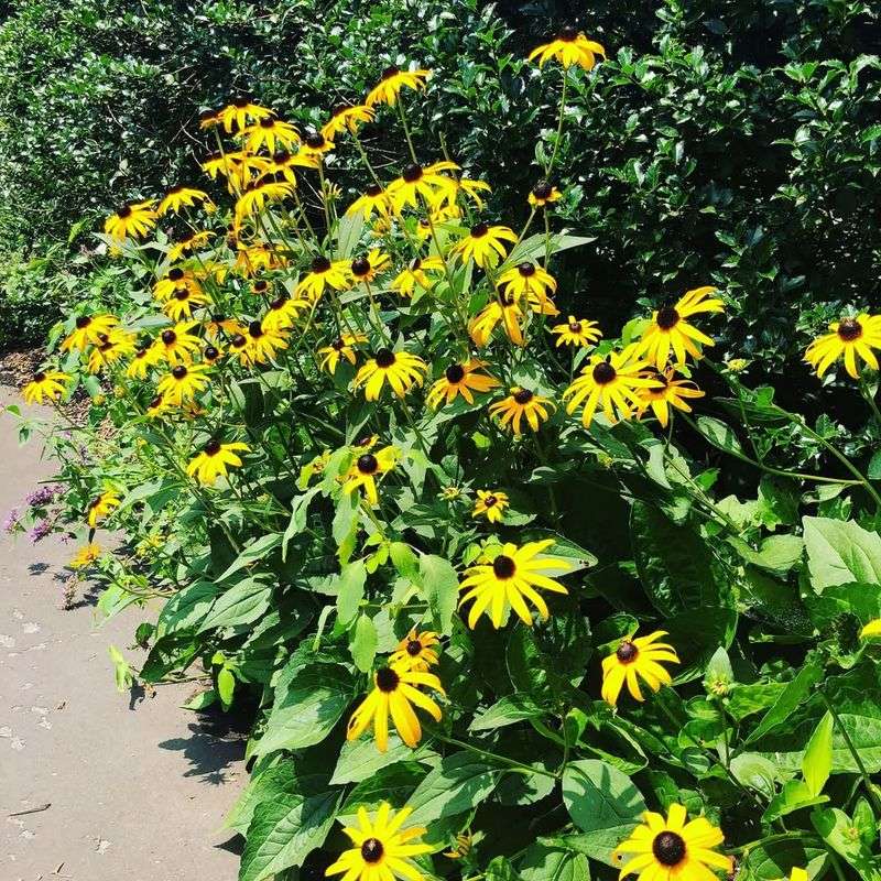 Established Clumps Handle Dry Weather Well