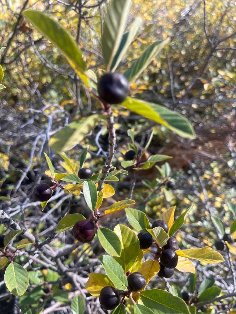 Established Natives Prefer Lean Soil Established Natives Prefer Lean Soil