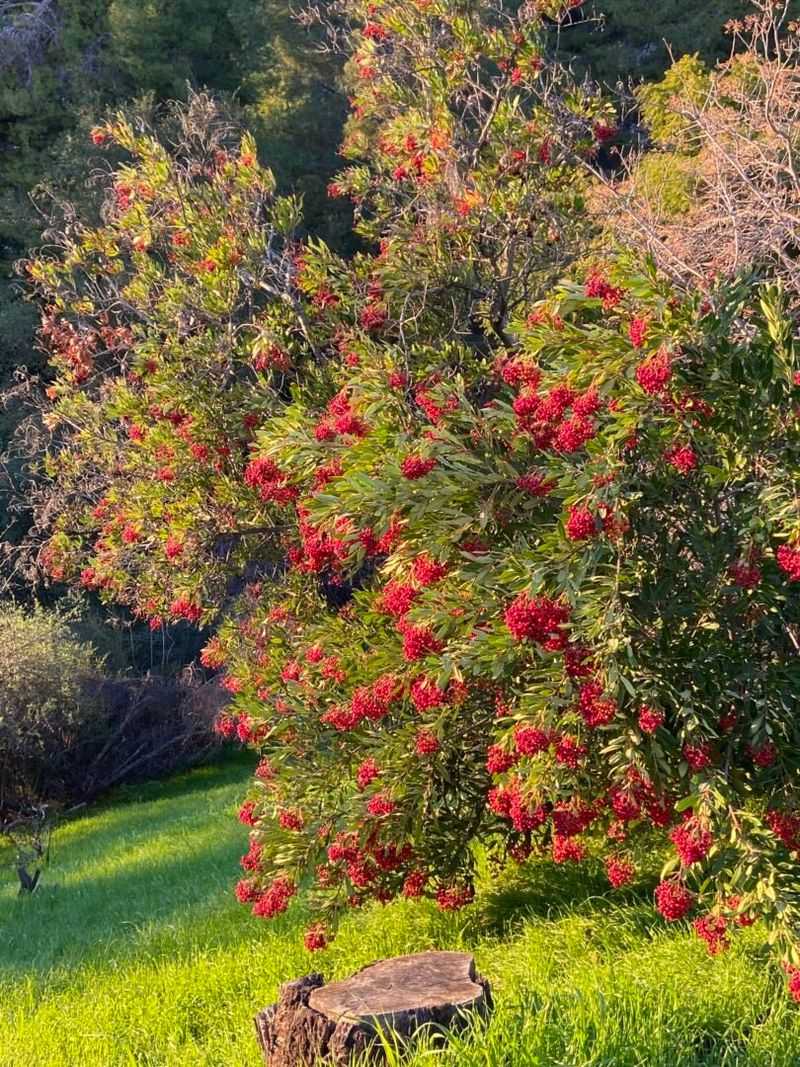 Established Plants Need Less Water