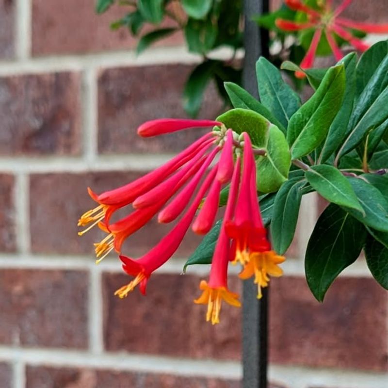 Established Plants Tolerate Brief Dry Spells Between Waterings Established Plants Tolerate Brief Dry Spells Between Waterings