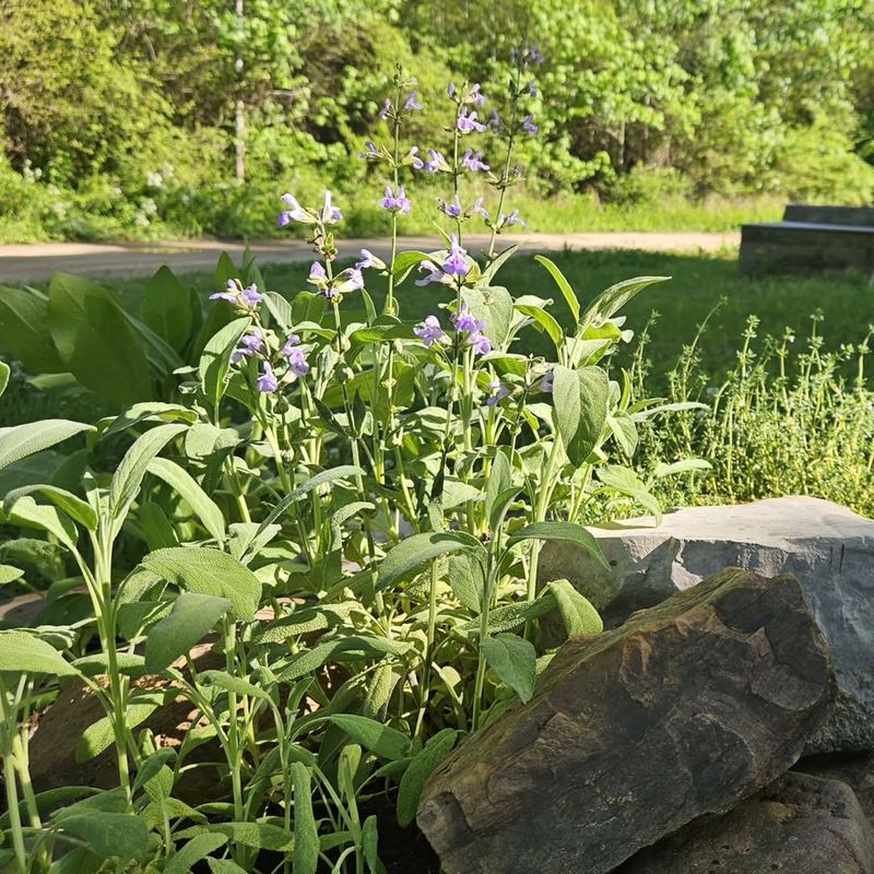 Established Sage Needs Less Water Than Many Softer Garden Herbs