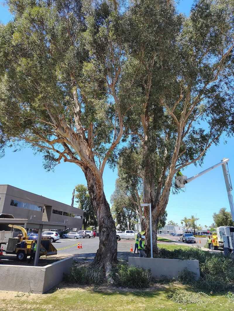 Eucalyptus Can Be Pruned For Safer Summer Structure Eucalyptus Can Be Pruned For Safer Summer Structure