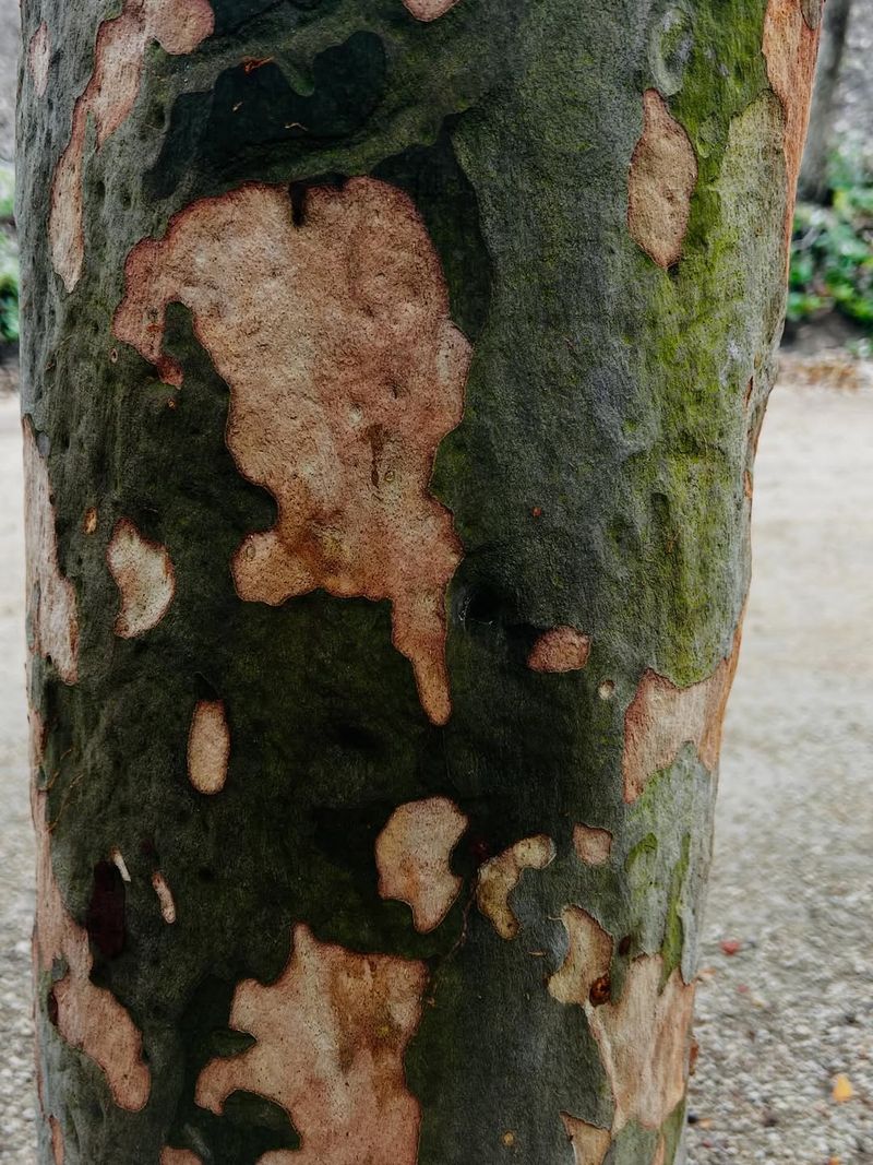 Eucalyptus Drops Bark In Long Ribbons