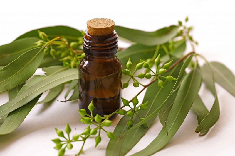 Eucalyptus Oil (Eucalyptus Globulus)