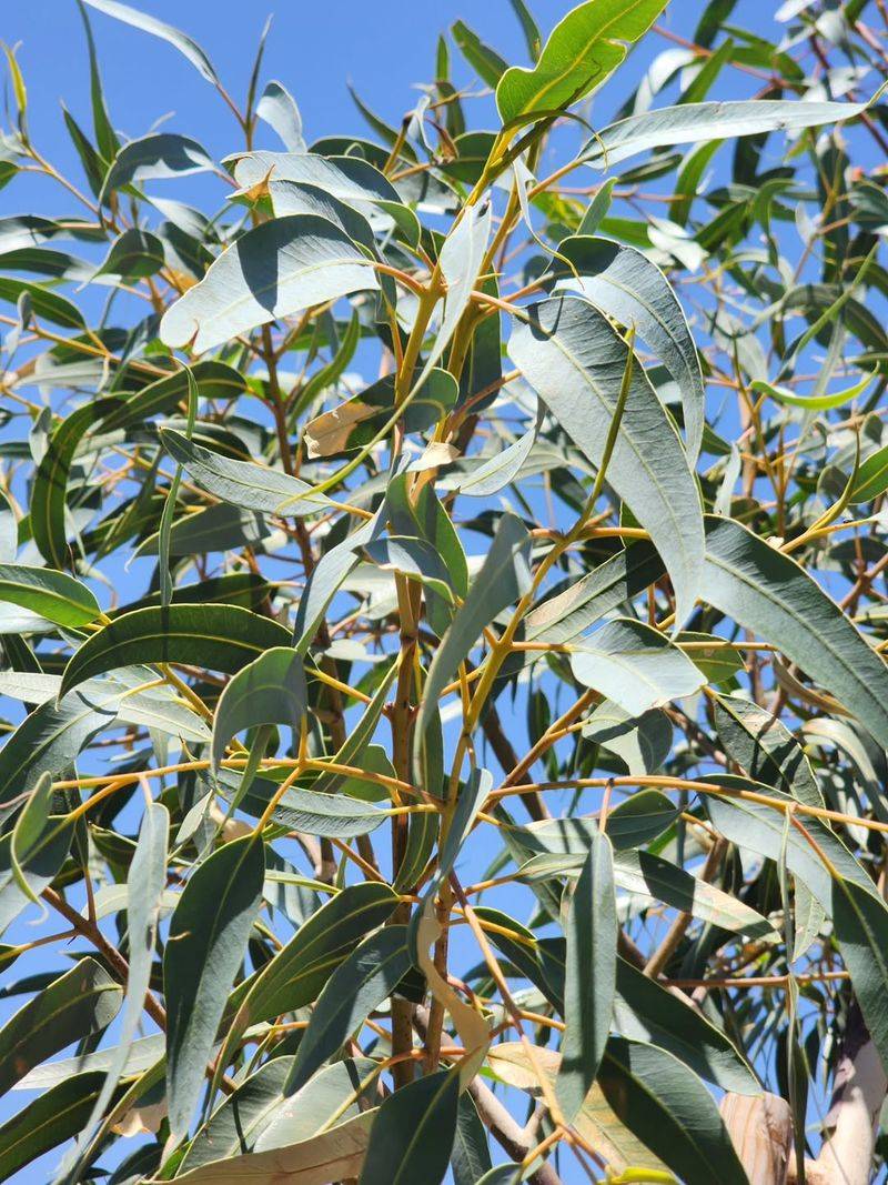 Eucalyptus Requires More Maintenance Than Many Expect