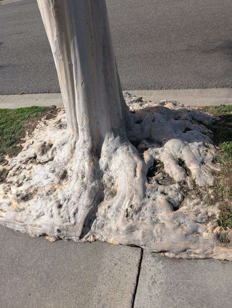 Eucalyptus Trees Can Outgrow Tight Street-Side Spaces Eucalyptus Trees Can Outgrow Tight Street-Side Spaces