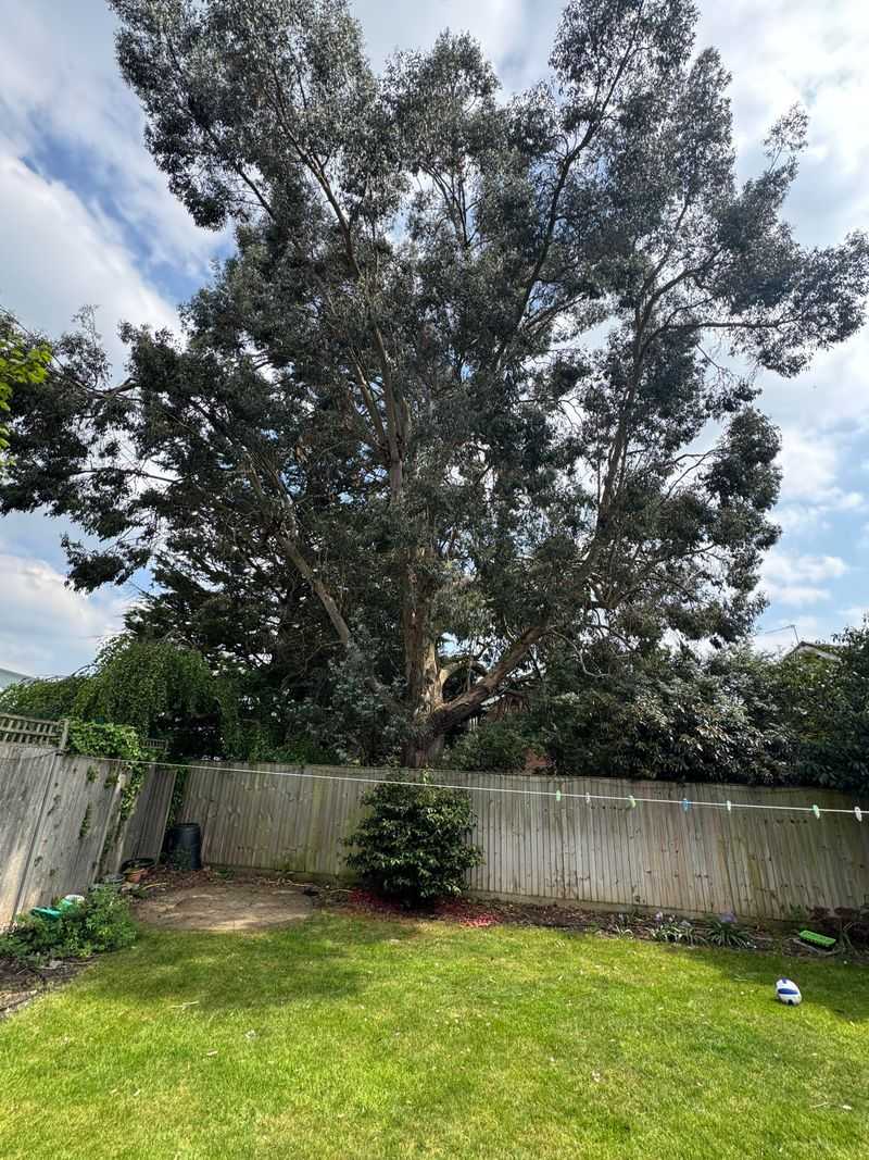Eucalyptus