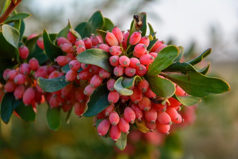 European Barberry European Barberry