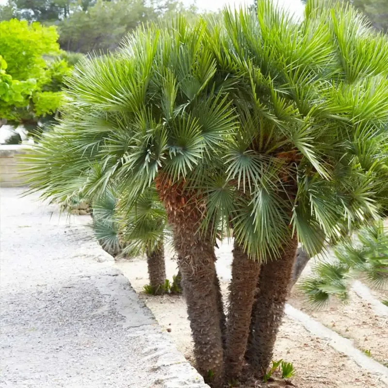 European Fan Palm Stays Compact With Bold Texture European Fan Palm Stays Compact With Bold Texture