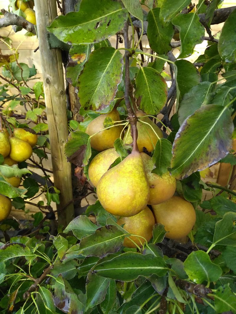 European Pears Add Height, Shade, And Reliable Backyard Fruit European Pears Add Height, Shade, And Reliable Backyard Fruit