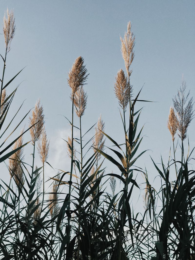 European Reed / Phragmites (Phragmites Australis)