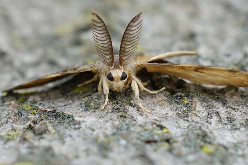 European Spongy Moth Is The Key Pest To Know