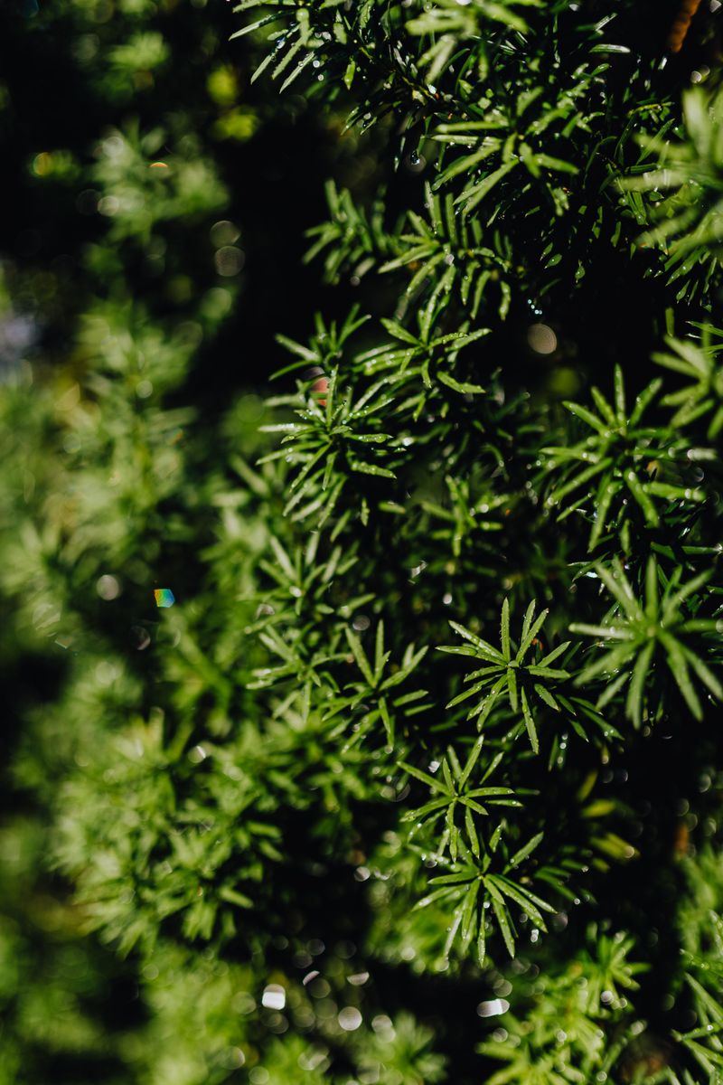 Even A Small Amount Of Yew Can Be Harmful To A Child Even A Small Amount Of Yew Can Be Harmful To A Child