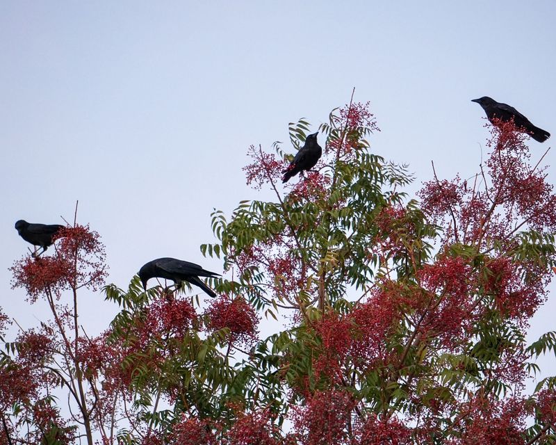 Evening Gatherings Can Help Crows Find Food Evening Gatherings Can Help Crows Find Food
