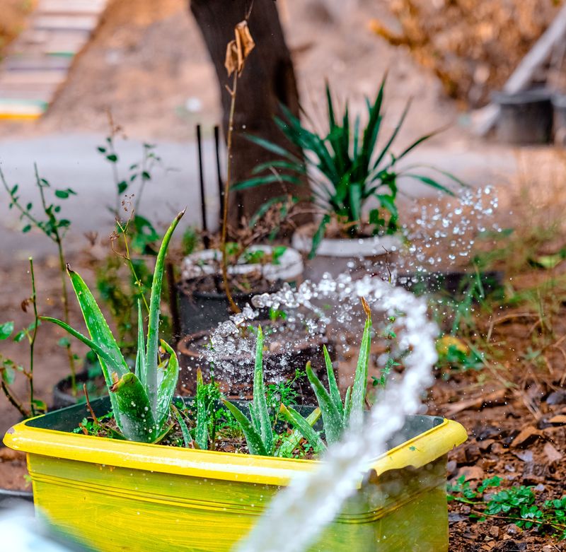 Evening Watering That Invites Fungal Disease Evening Watering That Invites Fungal Disease